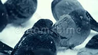 寒冷的霜天，<strong>灰鸽子</strong>坐在雪地上